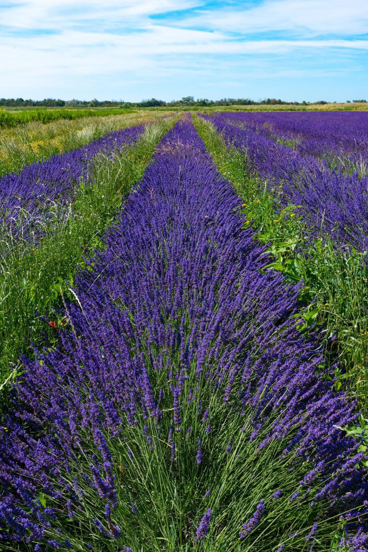 Le Campagne * Beaucaire (Gard)